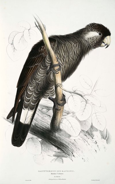Calyptorhynchus von Edward Lear